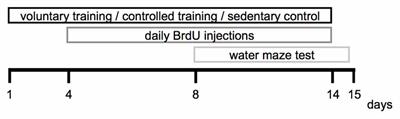 Effects of Different Exercise Strategies and Intensities on Memory Performance and Neurogenesis